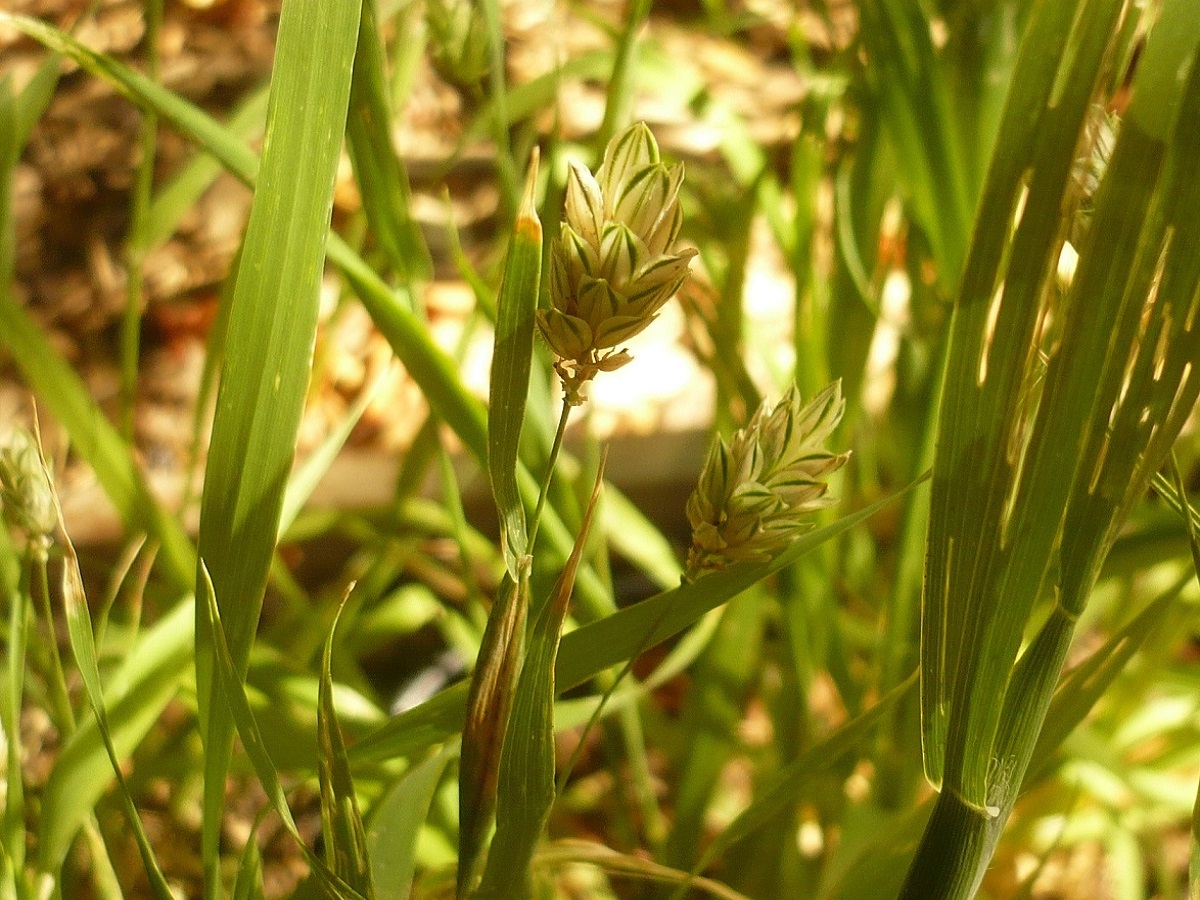 Phalaris canariensis (Poaceae)